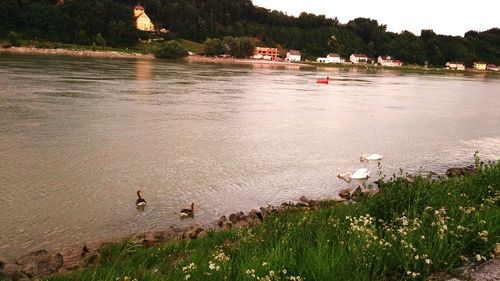 Swan swimming in lake
