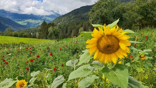 Sunflowers growing on field