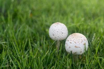 Close-up of mushroom growing on field