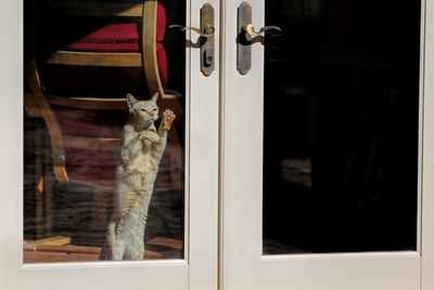 Cat wants out at glass door