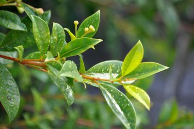 Close-up of green leaves on plant