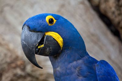 Closeup of blue hyacinth macaw anodorhynchus hyacinthinus in transpantaneira, pantanal, brazil.