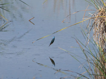 High angle view of birds in lake