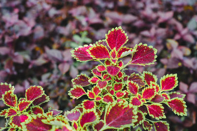 Close-up of red flowering plant leaves