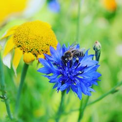 Close-up of bee pollinating on purple flower