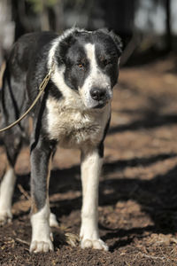 Portrait of dog on field