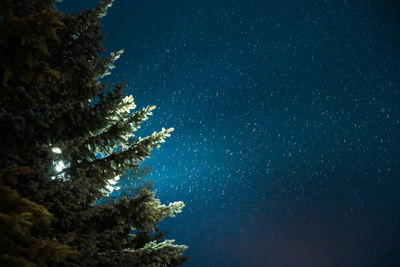 Low angle view of tree against clear sky