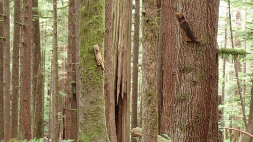 Trees in forest