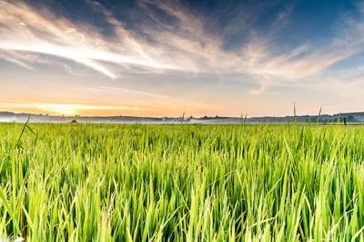 Scenic view of agricultural field against sky during sunset