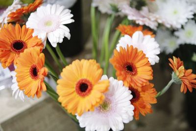 Close-up of orange daisy flowers