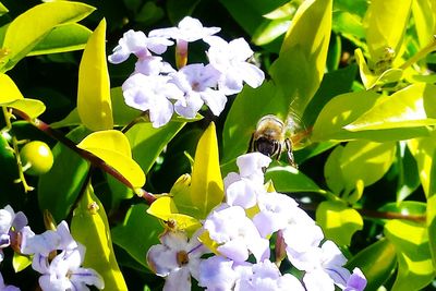 Close-up of honey bee on flowers