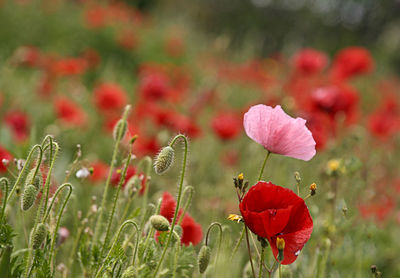 Close-up of red poppy blooming in field