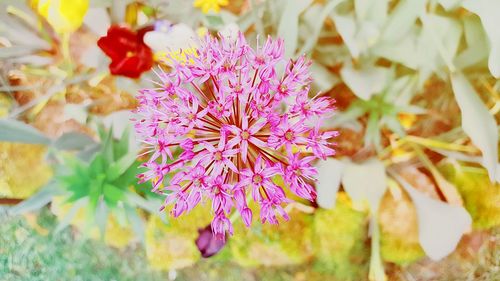 Close-up of flowers blooming outdoors