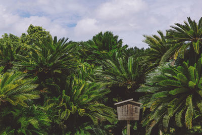 Low angle view of palm trees against sky