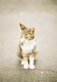 Kitten sitting