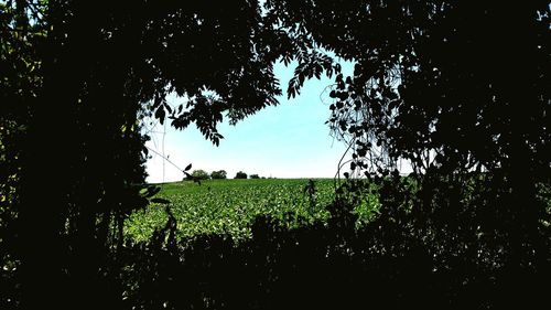 Silhouette trees growing on field against sky