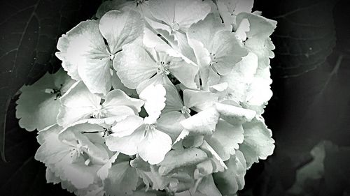 Close-up of flowers