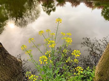 High angle view of flowering plants by lake