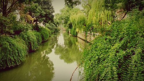 Panoramic view of canal amidst trees