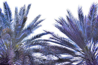 Low angle view of palm trees against clear sky