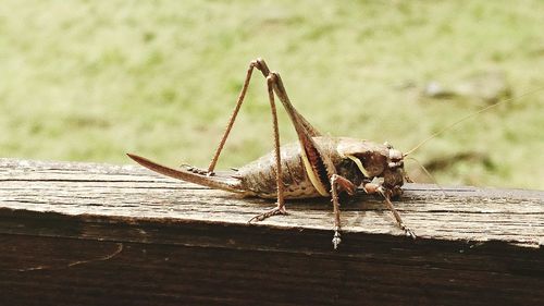 Close-up of lizard on wood