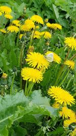 Close-up of yellow flowering plant leaves