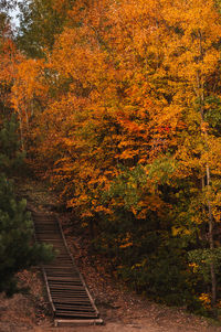 Trees growing in forest during autumn