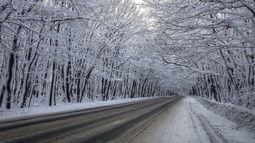 Snow covered road amidst trees during winter