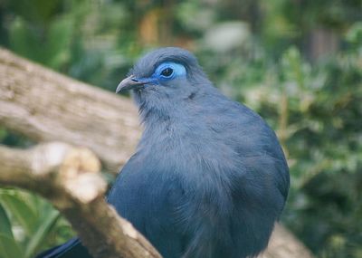 Close-up of bird