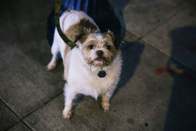 High angle portrait of dog standing on sidewalk at night