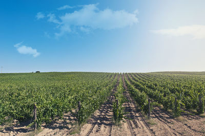 Scenic view of vineyard against sky