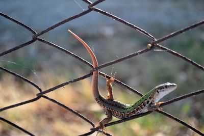 Close-up of barbed wire on chainlink fence