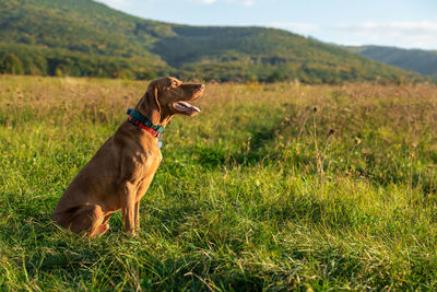 Beautiful male hungarian vizsla hunting dog outdoors portrait. hunting dog side view.