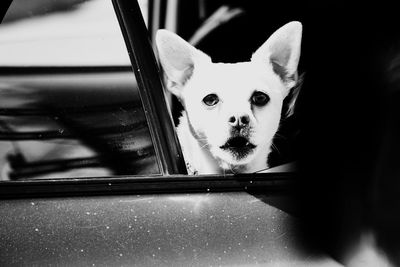 Portrait of dog seen through glass window