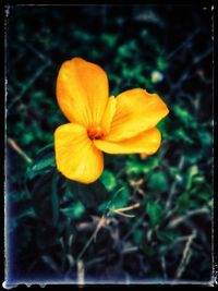 flowering plant