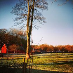 Bare trees on field against clear sky