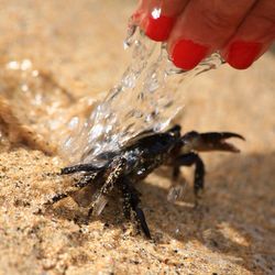 Close up of a crab