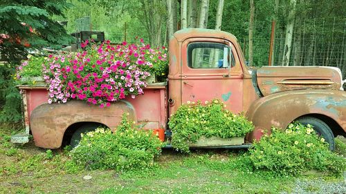Retired old pick-up truck used as a flower pot.