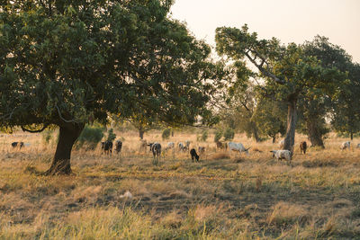 View of sheep on field