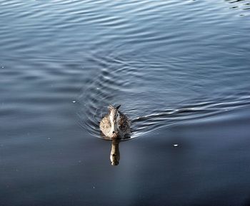 Close-up of bird swimming in lake