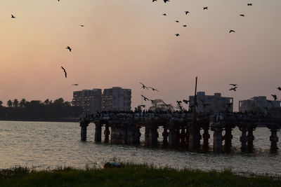 Birds flying over river with buildings in background