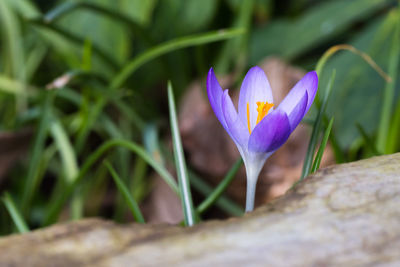 Close-up of purple crocus blooming outdoors