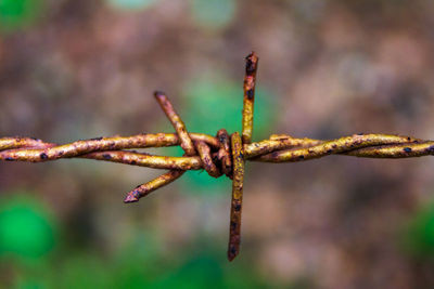 Close-up of rusty barbed wire