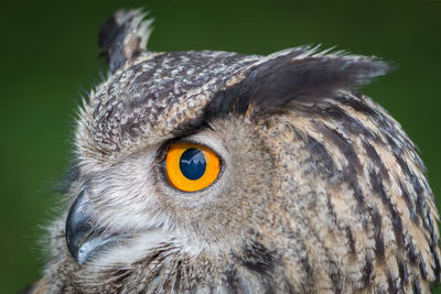 Close-up portrait of a bird