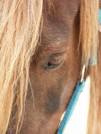 Close-up of a horse