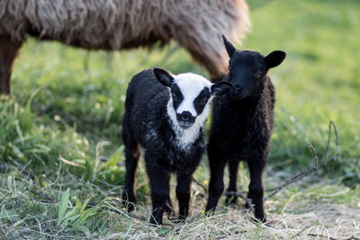 Close-up of lamb standing on land