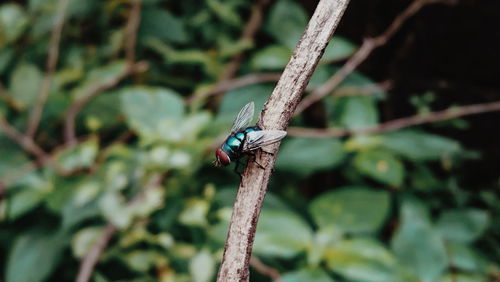 Close-up of damselfly on leaf