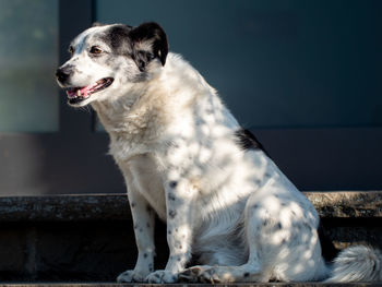 White dog looking away