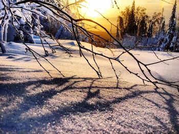 Bare trees against sky during winter