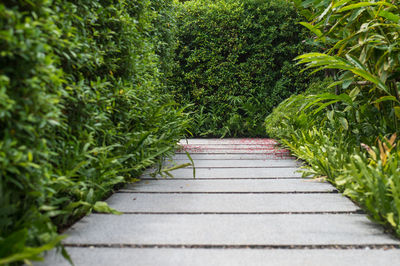 Close-up of stairs amidst plants